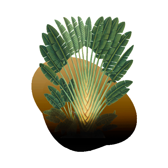 botanica